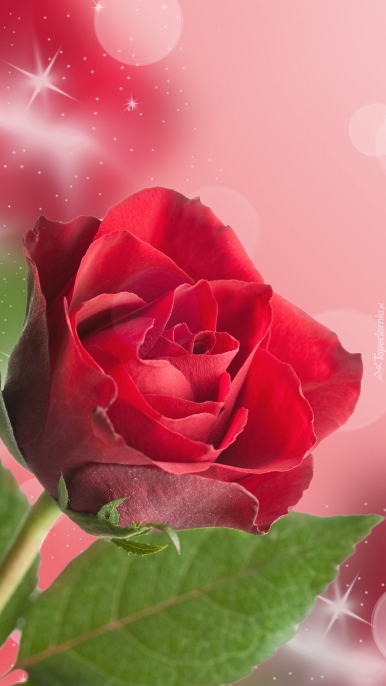 Czerwona róża na graficznym tle