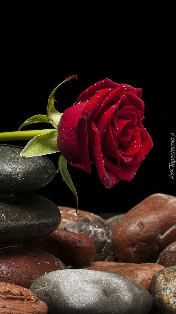 Czerwona róża na kamieniach