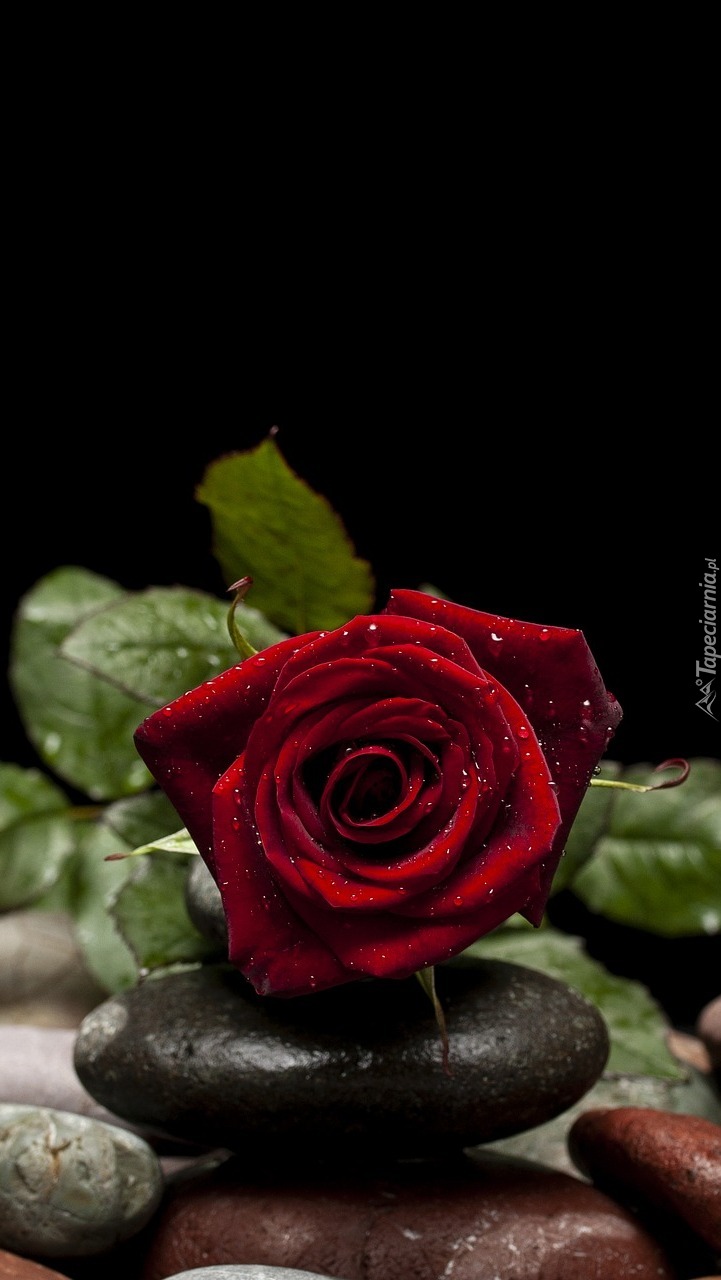 Czerwona róża na kamieniu