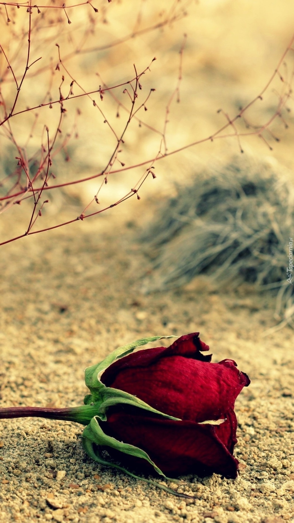 Czerwona róża na piasku