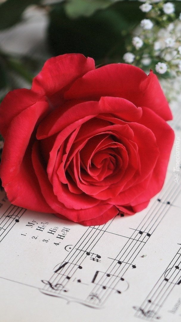 Czerwona róża na zeszycie z nutami
