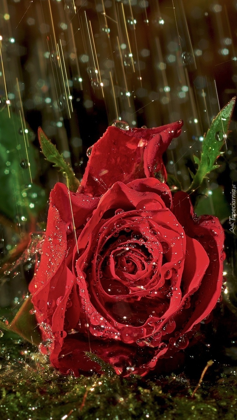 Czerwona róża w deszczu