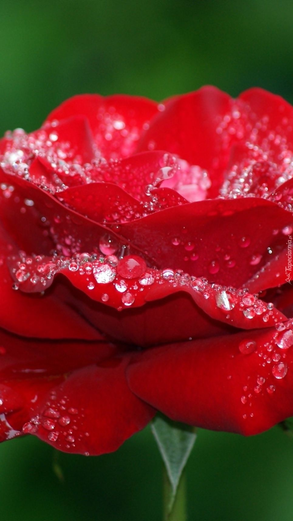 Czerwona róża w kroplach rosy