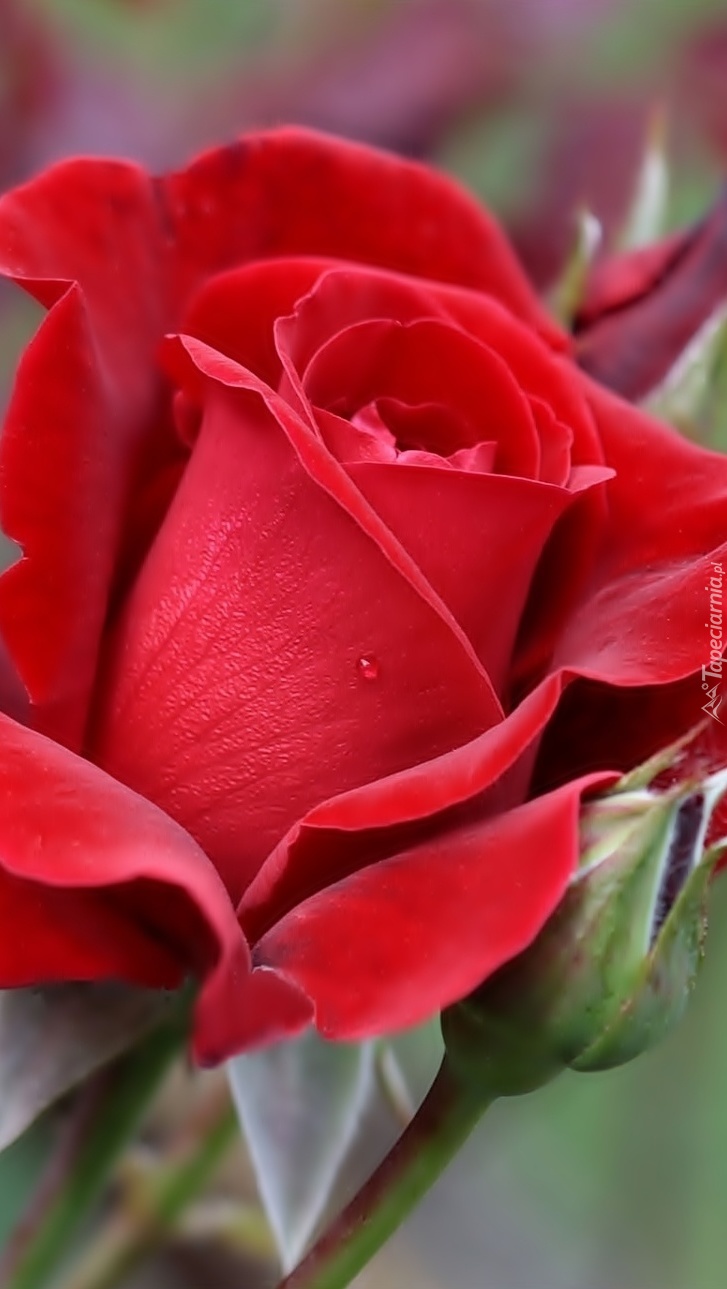 Czerwona róża w rozkwicie