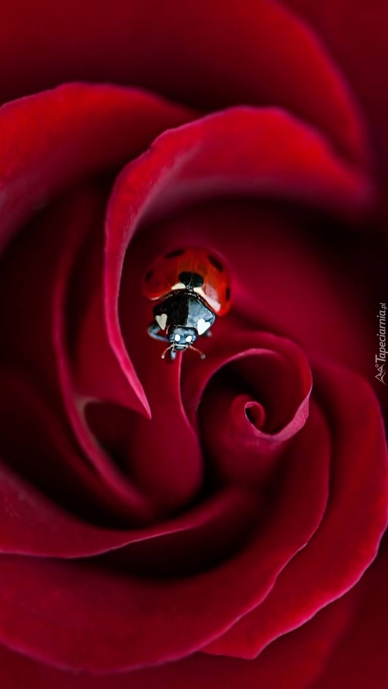 Czerwona róża z biedronką