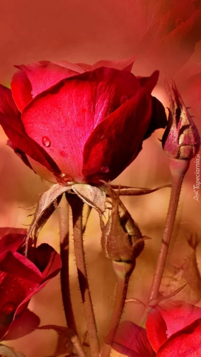 Czerwona róża z pąkiem