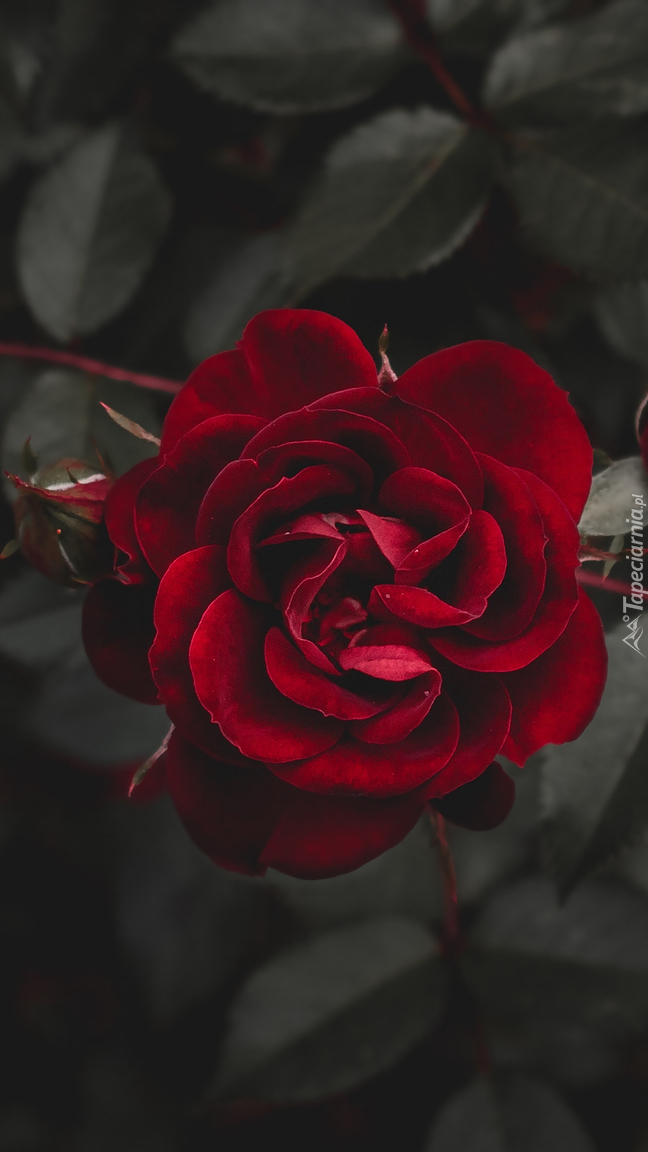 Czerwona rozwinięta  róża