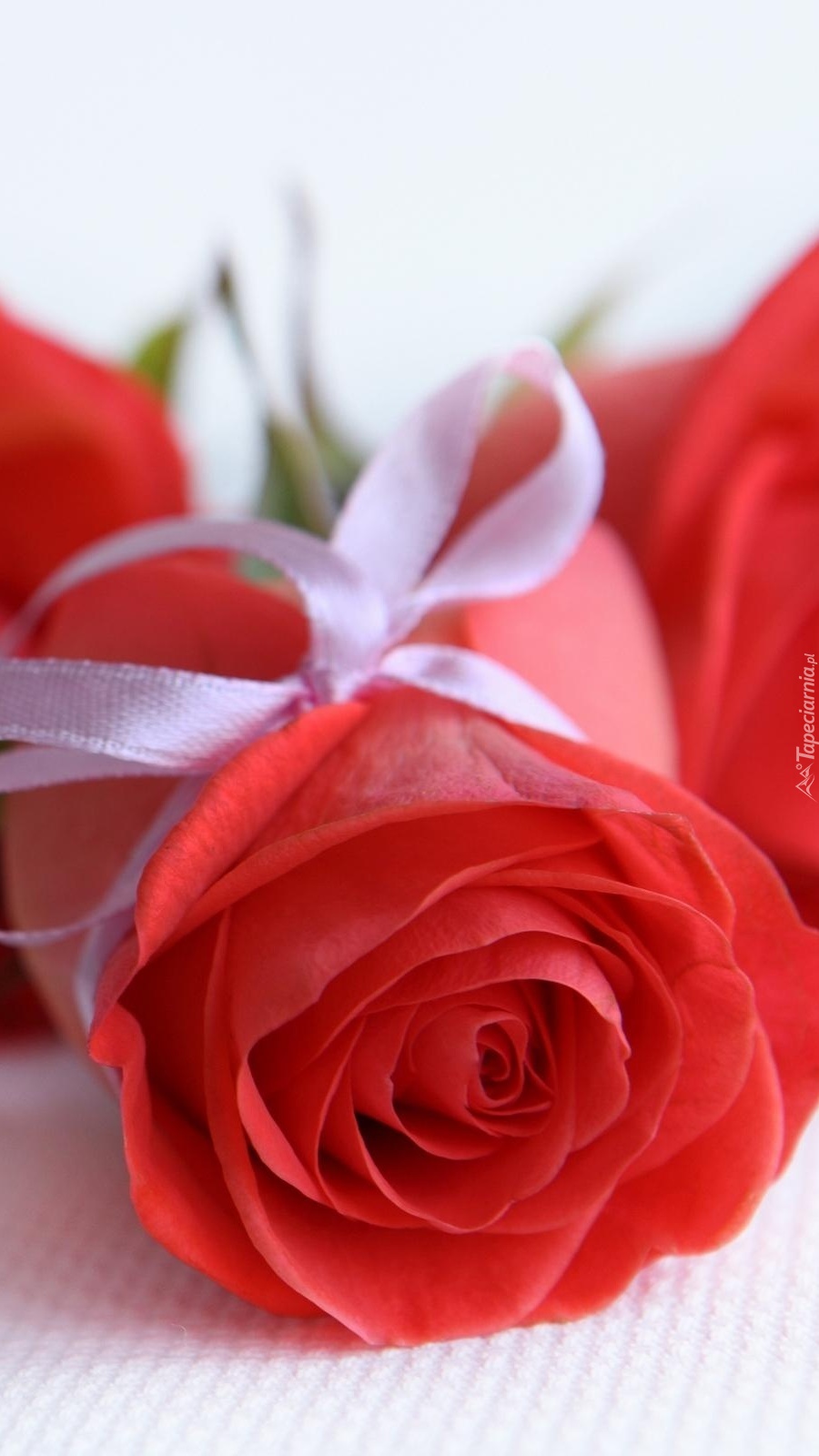 Czerwona walentynkowa róża