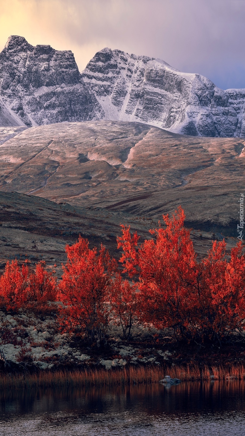 Czerwone drzewa u podnóża skalistych gór