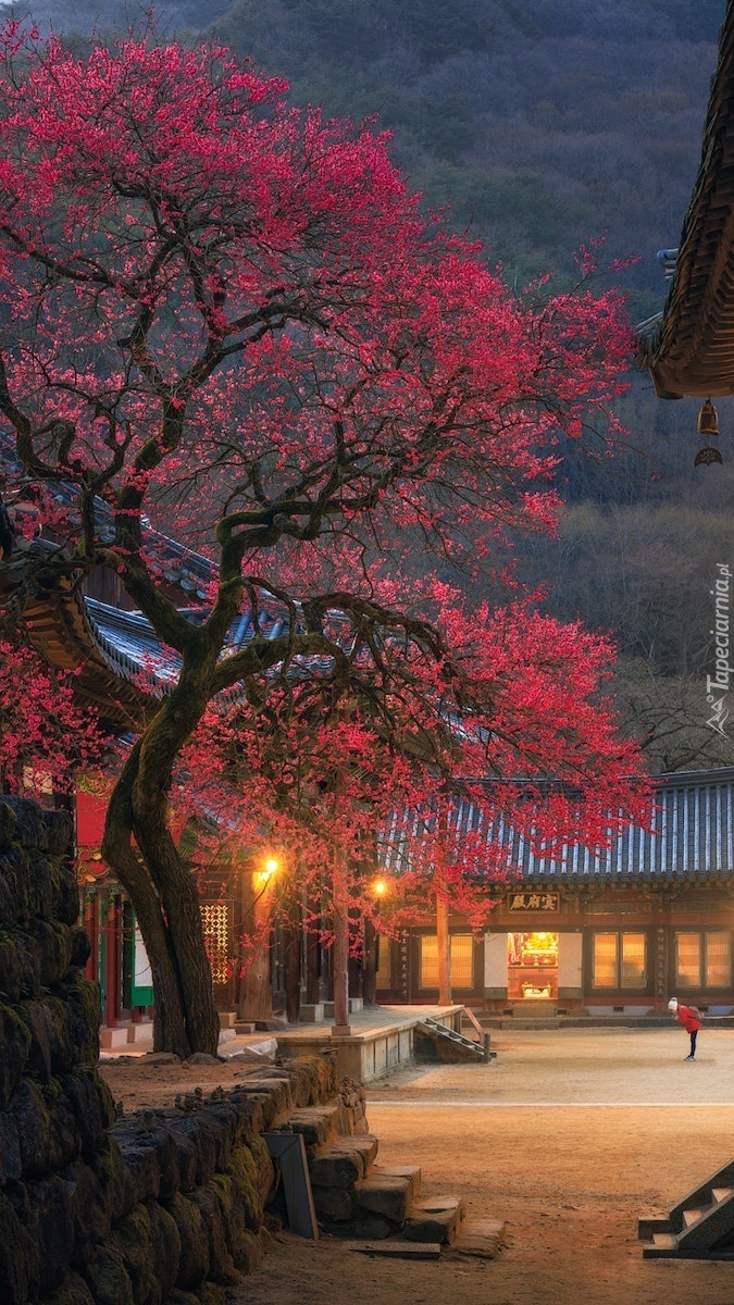 Czerwone drzewo przed świątynią