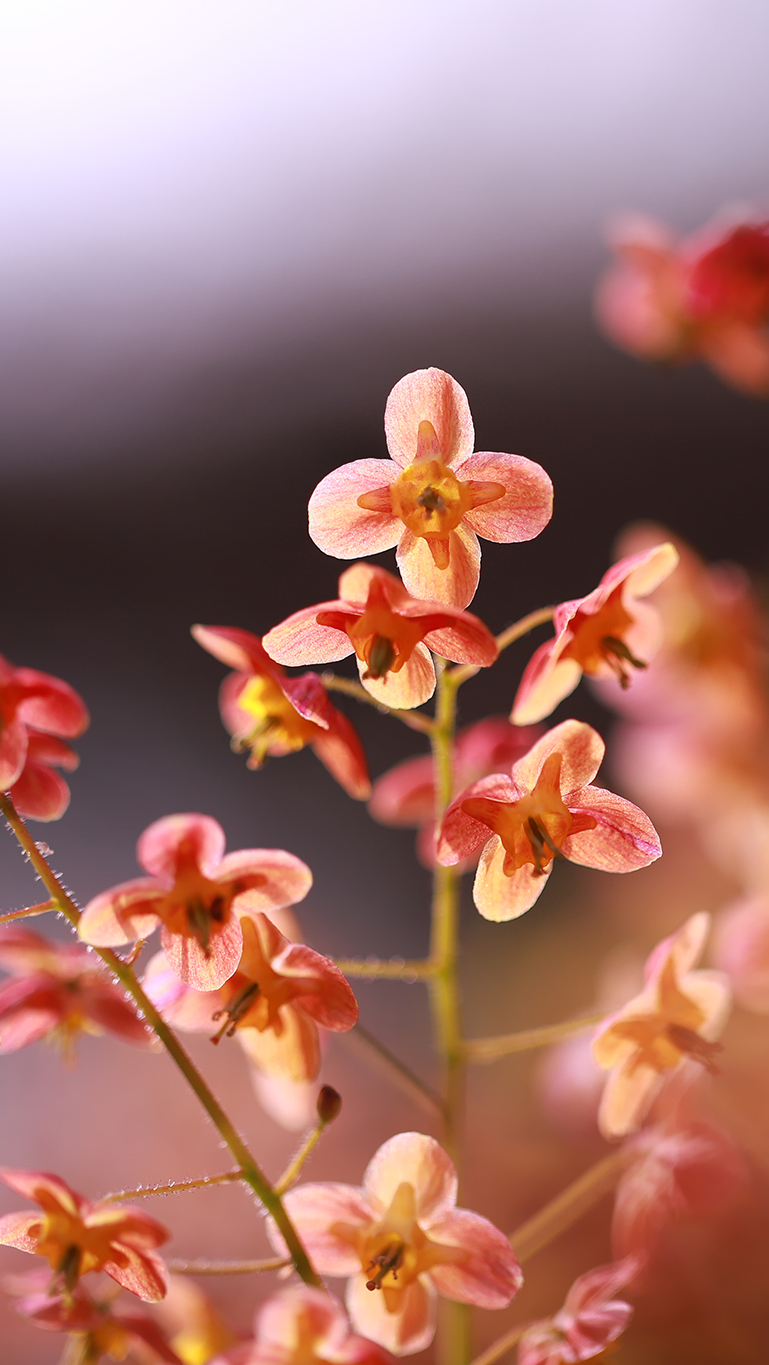 Czerwone epimedium