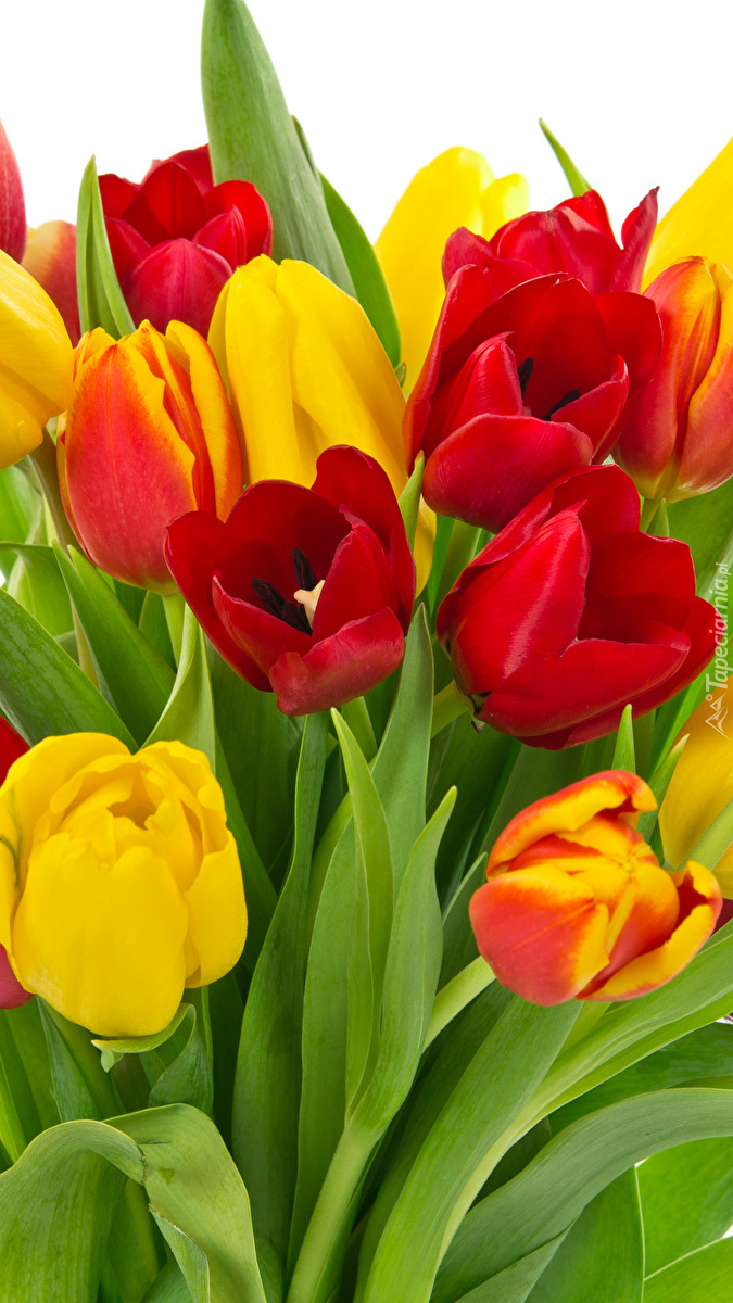 Czerwone i żółte tulipany