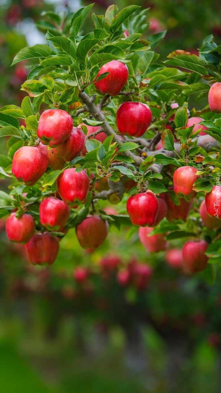 Czerwone jabłka na gałęziach