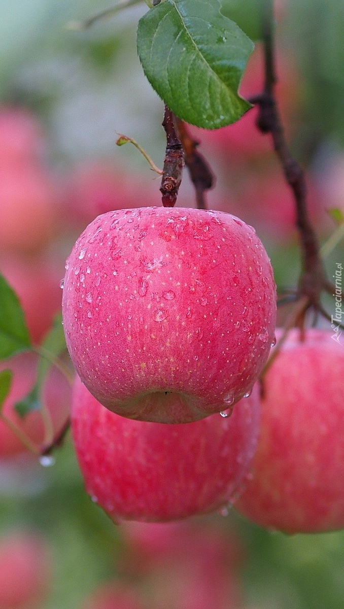Czerwone jabłka w deszczu