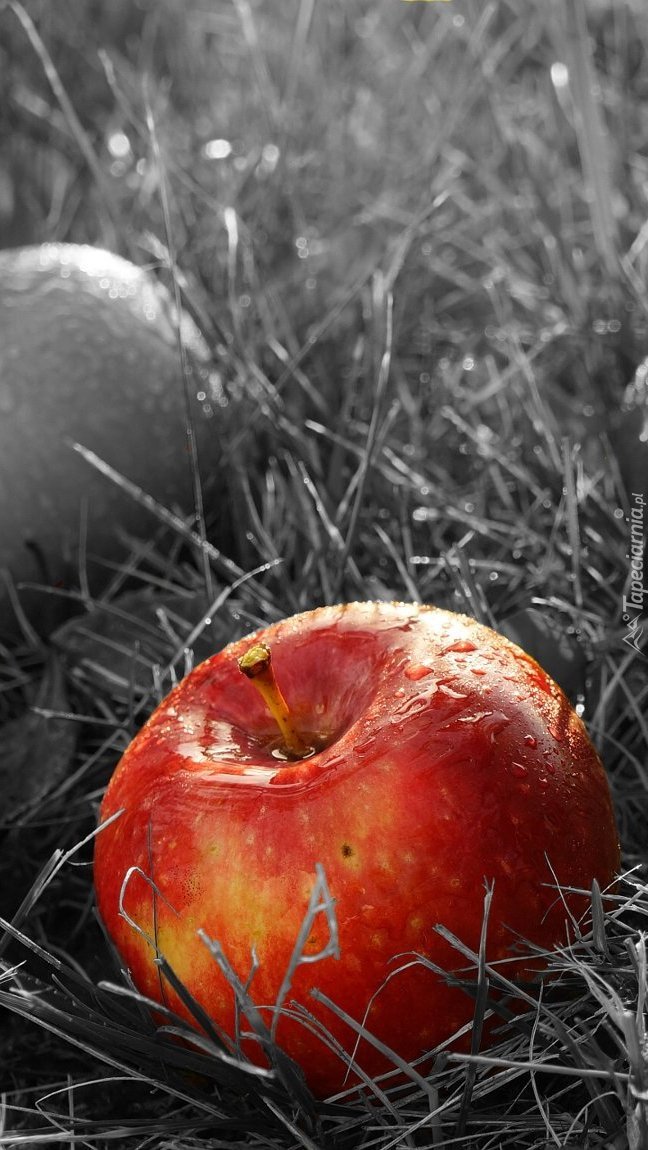 Czerwone jabłko w trawie