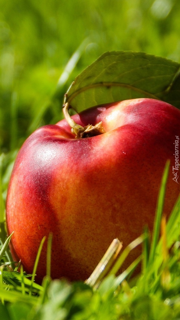 Czerwone jabłko z listkiem w trawie