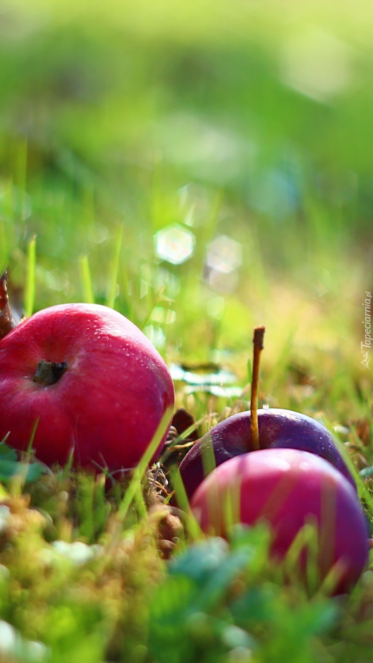 Czerwone jabłuszka w trawie