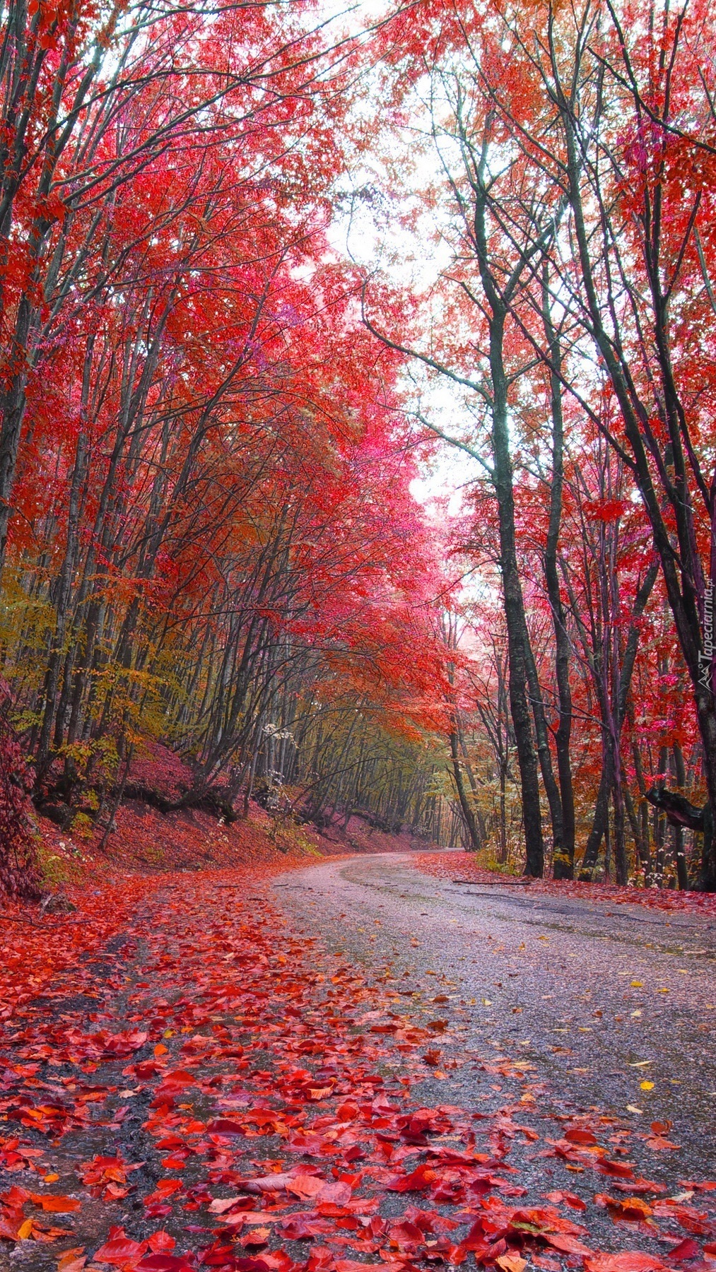 Czerwone jesienne liście spadające na leśną drogę