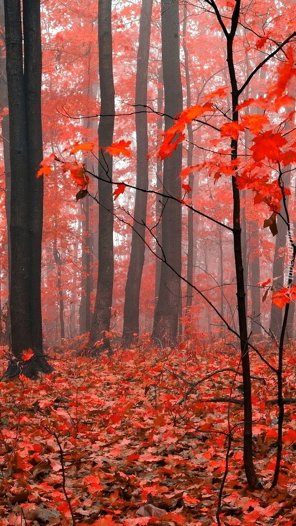Czerwone jesienne liście w lesie