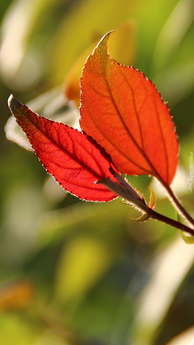 Czerwone jesienne liście