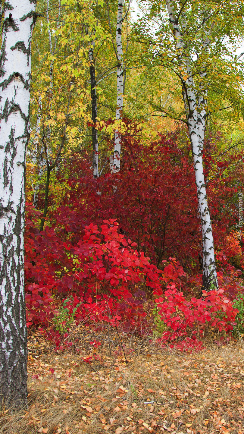 Czerwone krzewy pod brzozami