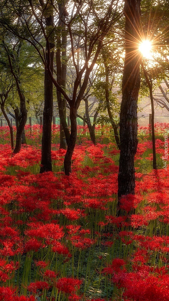 Czerwone kwiaty w lesie