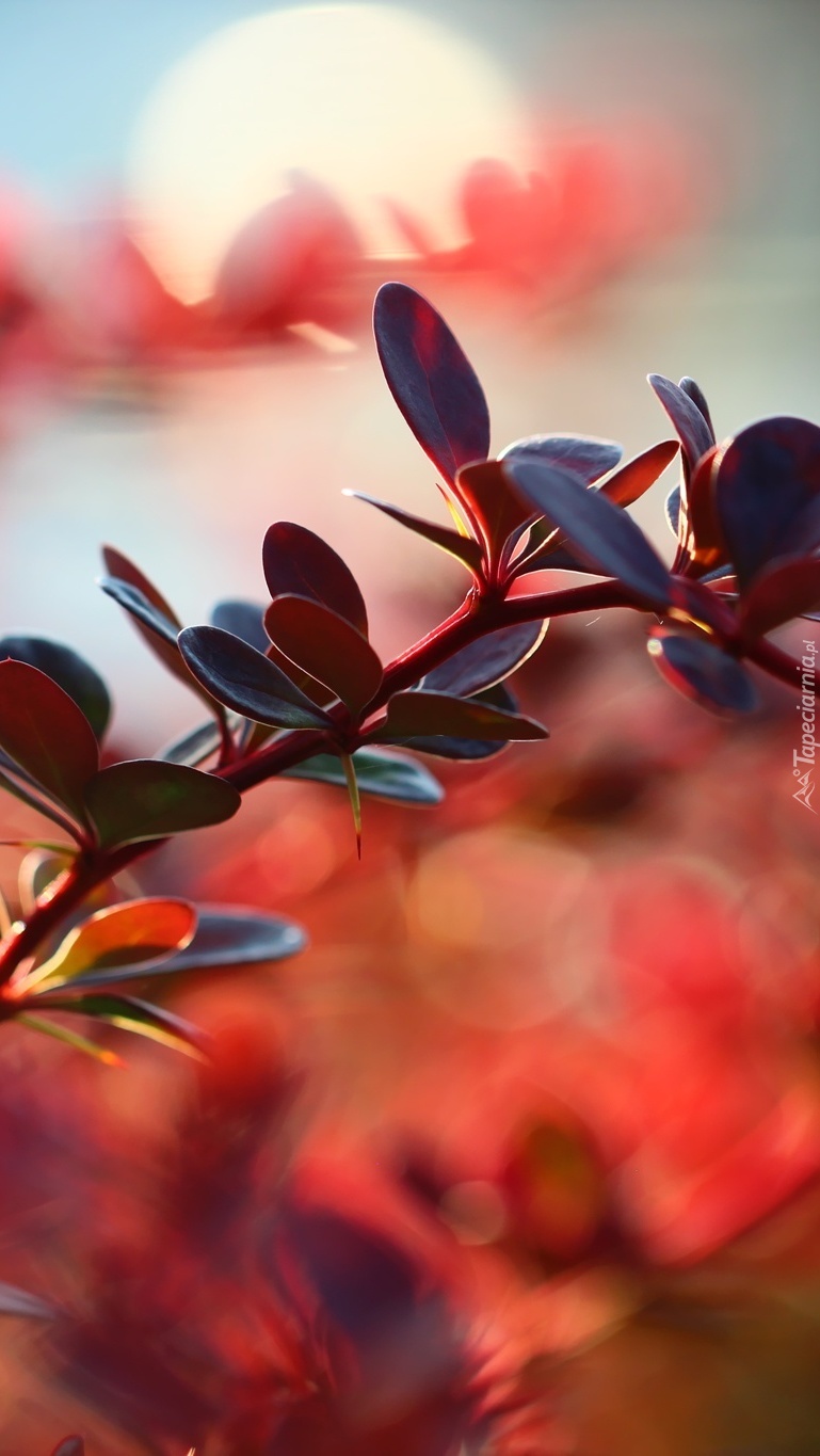 Czerwone liście berberysu