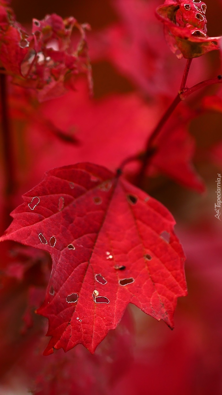 Czerwone liście jesieni