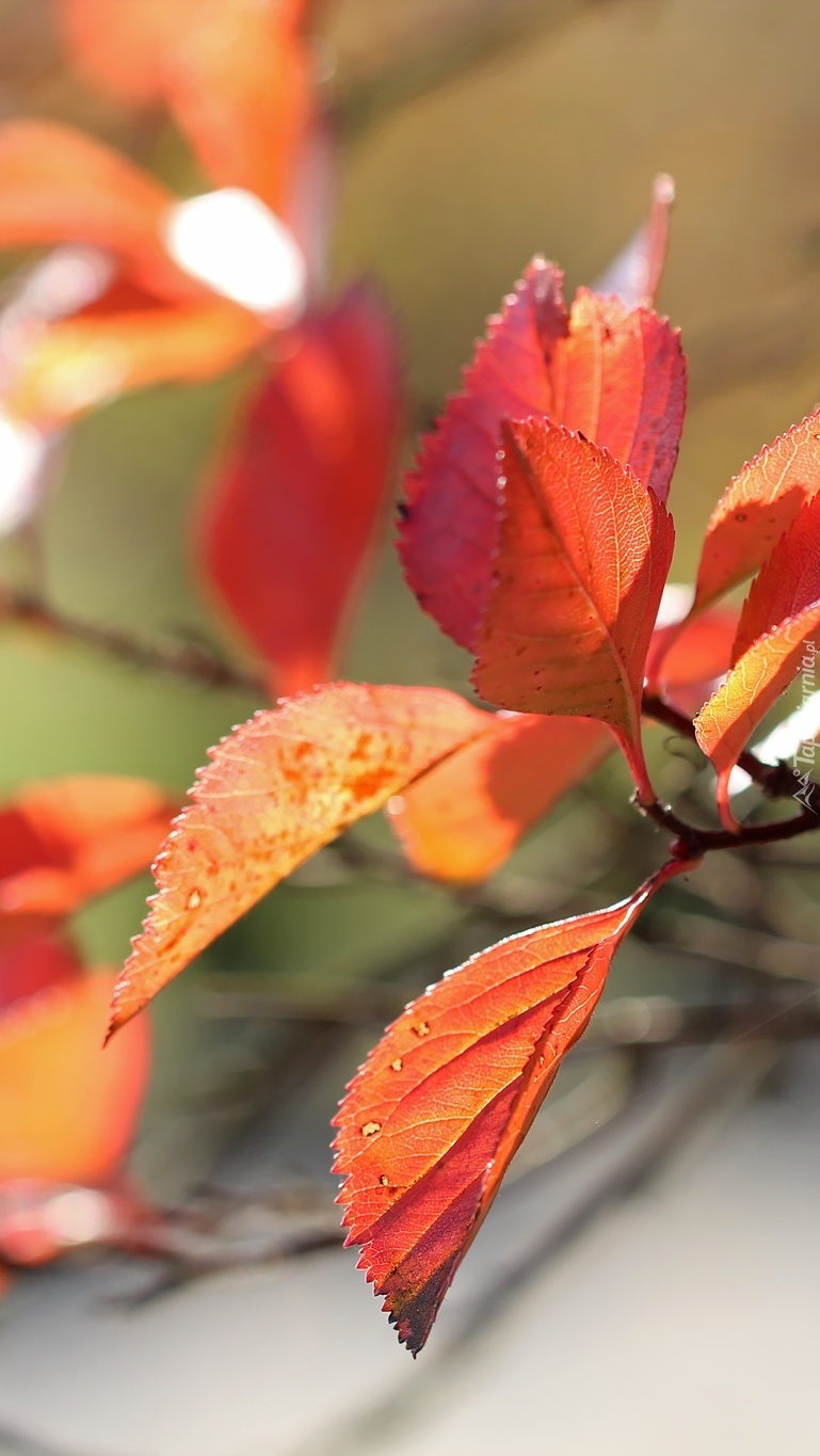Czerwone liście jesienią malowane
