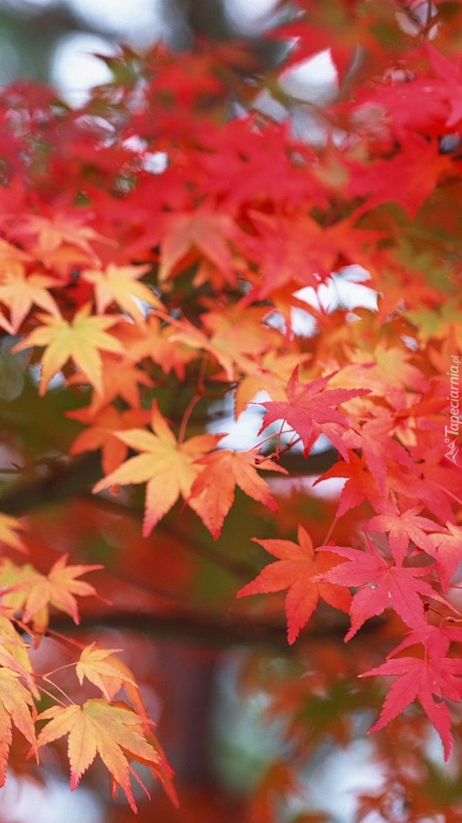Czerwone liście klonu na drzewie