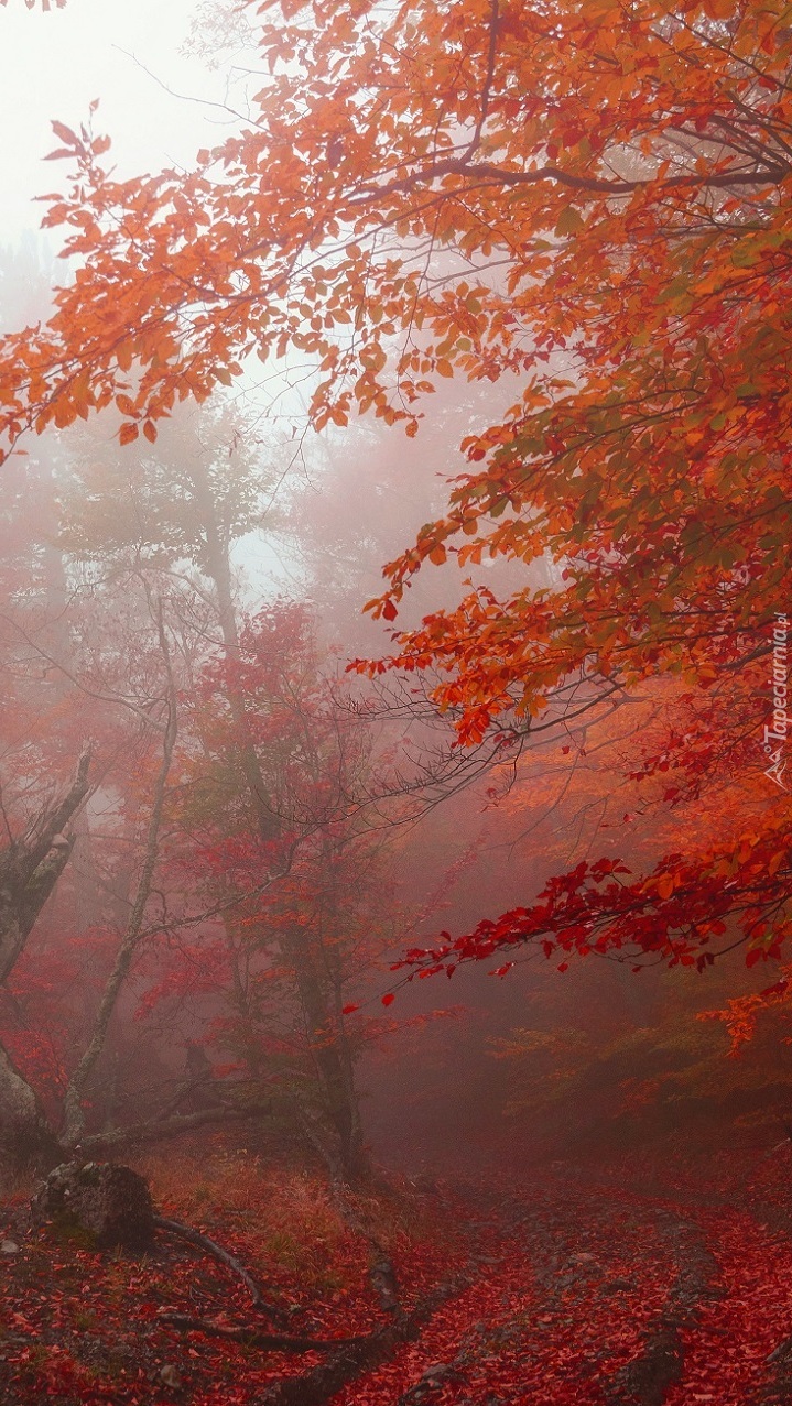 Czerwone liście na drzewach w lesie