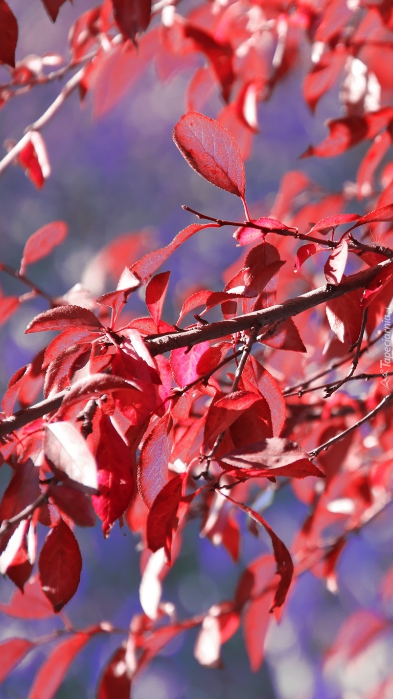 Czerwone liście na drzewie jesienią