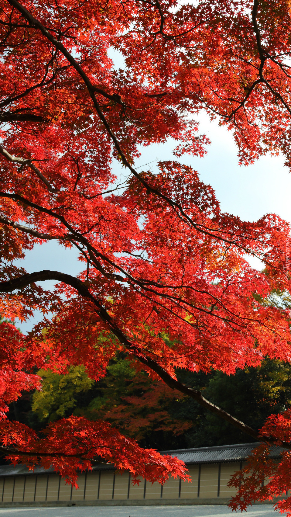 Czerwone liście na drzewie