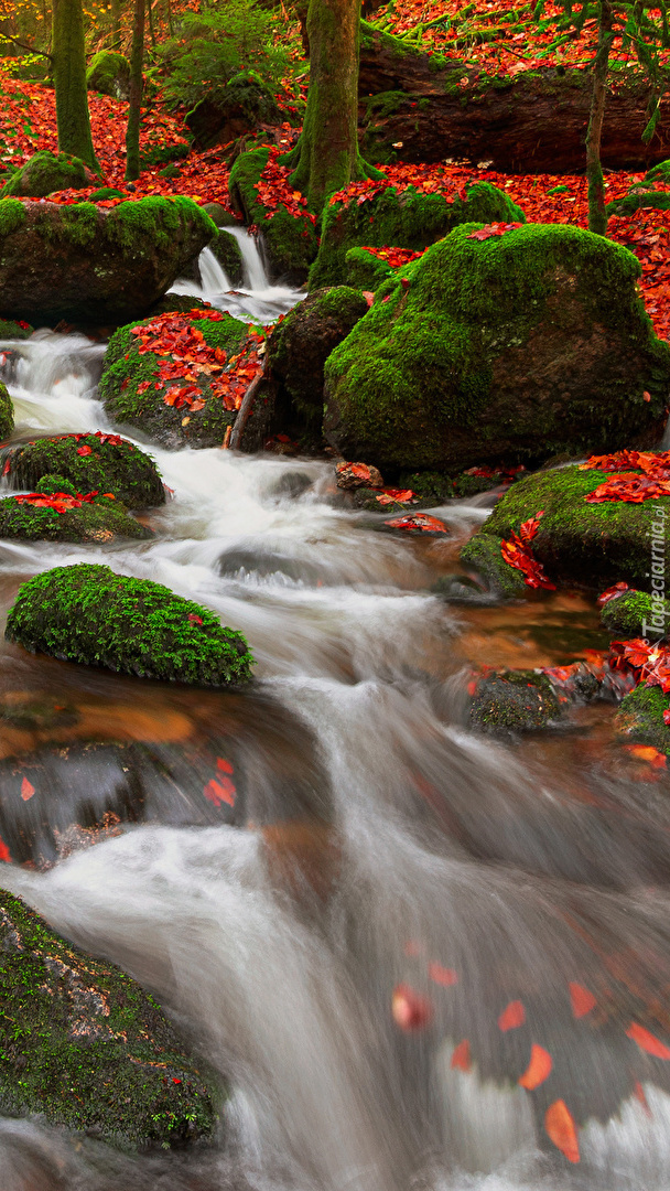 Czerwone liście na omszałych kamieniach w rzece