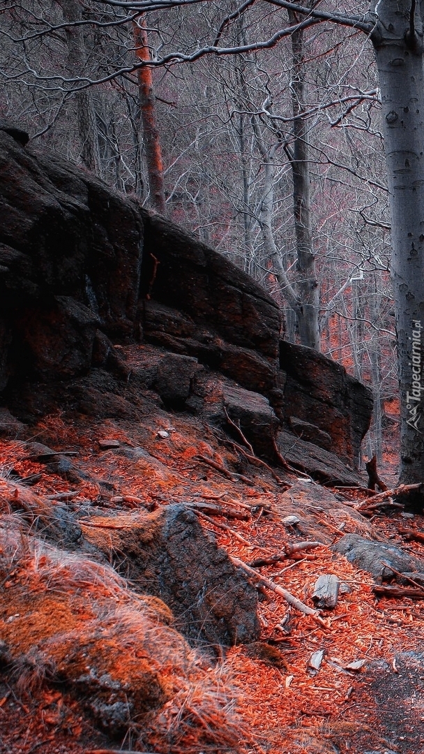 Czerwone liście pod skałami w lesie
