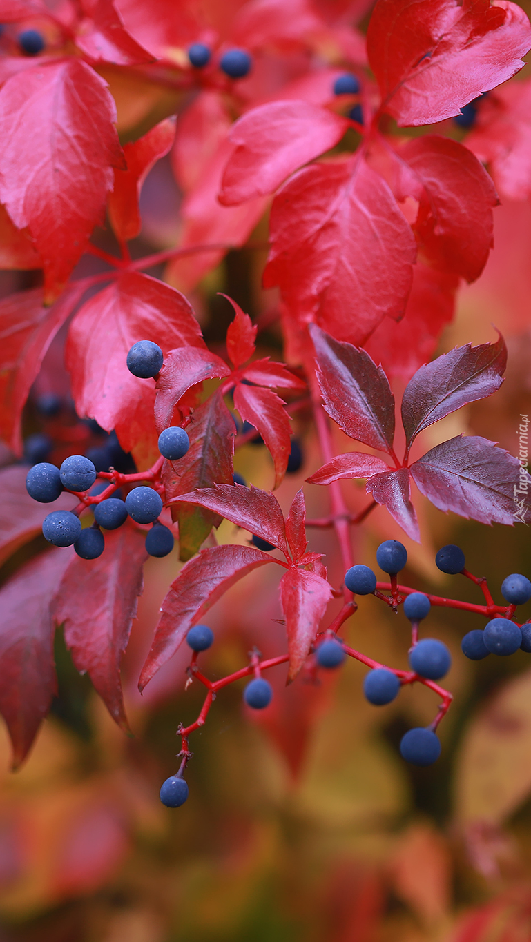 Czerwone liście winobluszczu z owocami