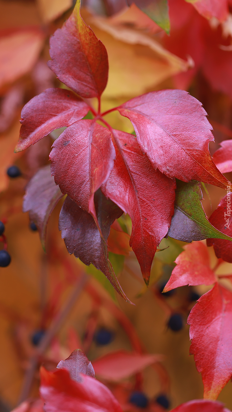 Czerwone liście winobluszczu