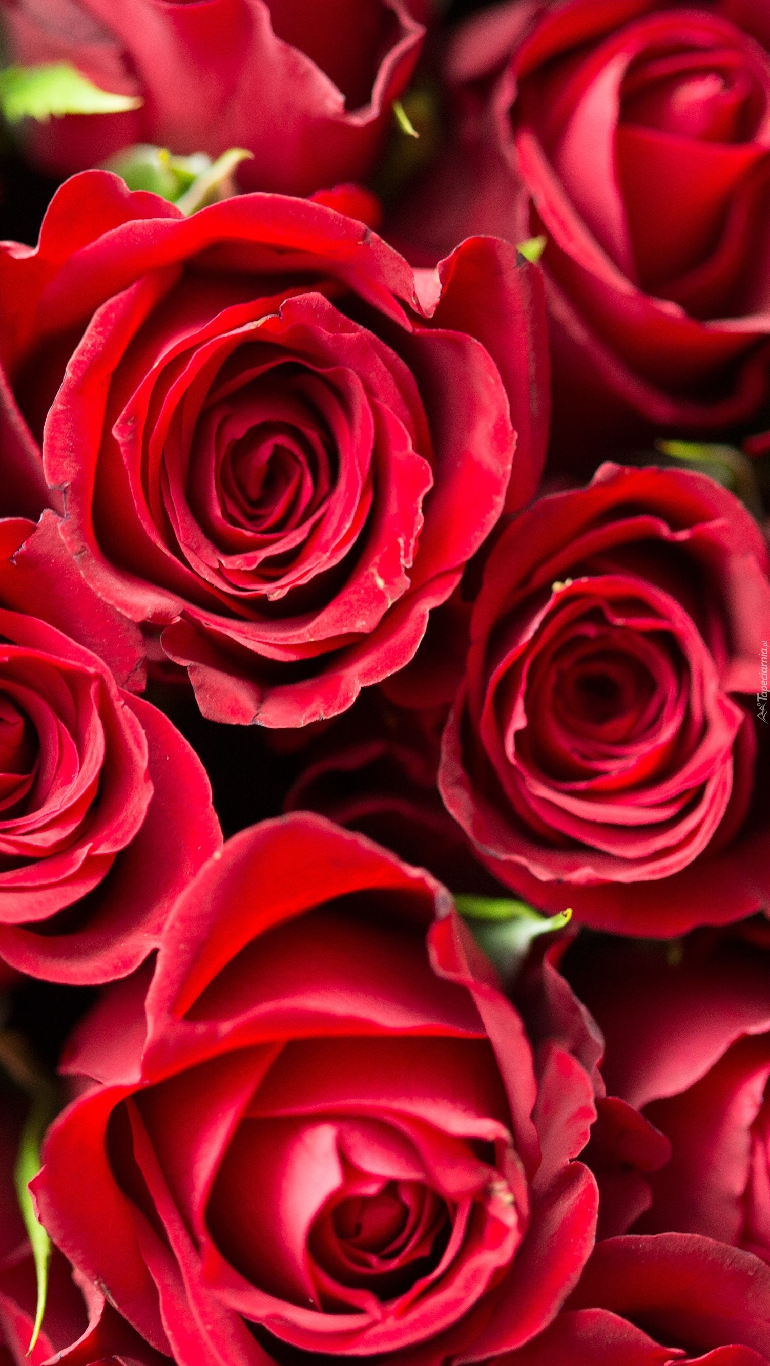 Czerwone róże dostałam dziś od Ciebie