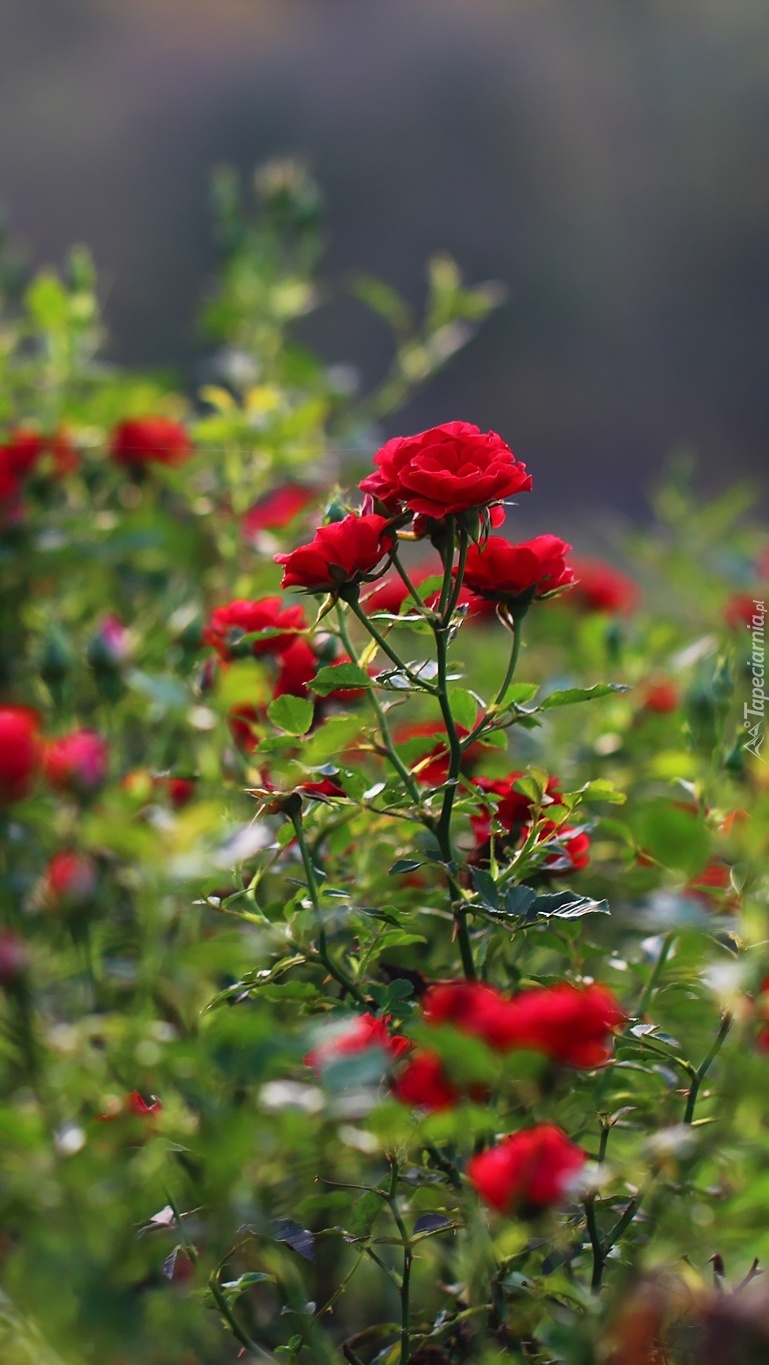 Czerwone róże na krzaczkach