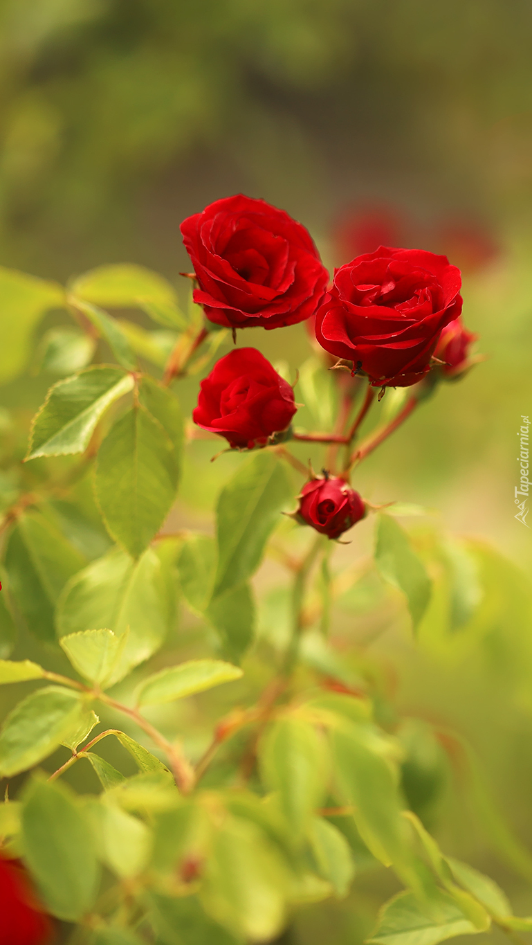 Czerwone róże z listkami