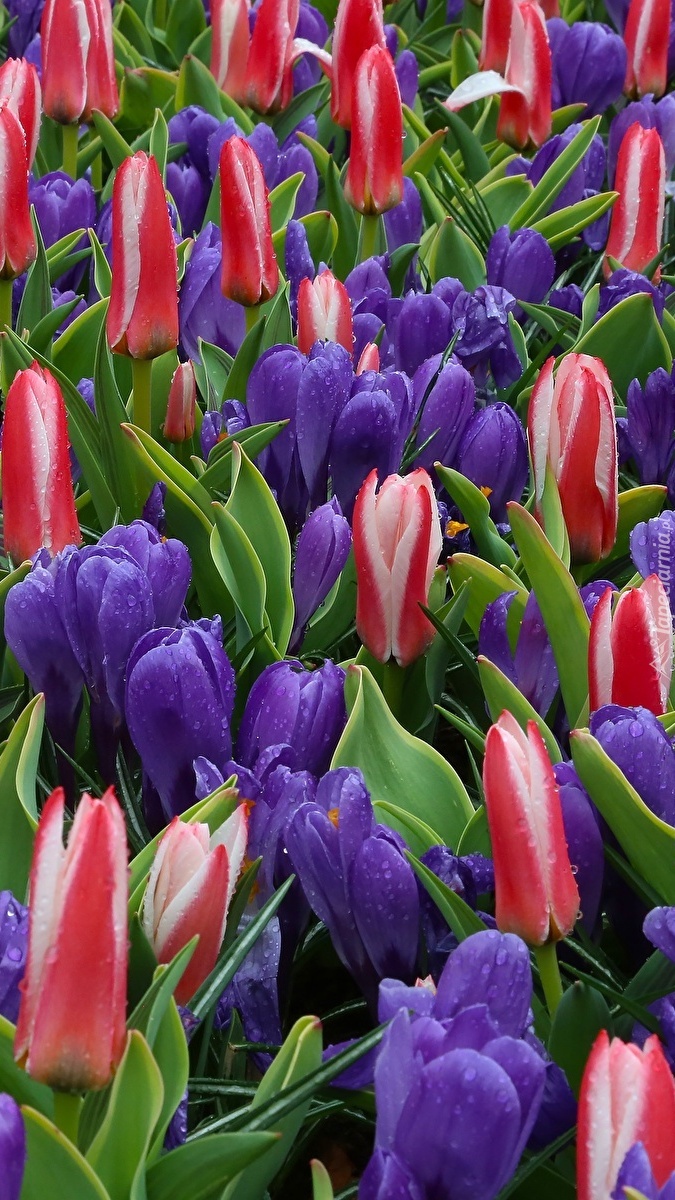 Czerwone tulipany i fioletowe krokusy