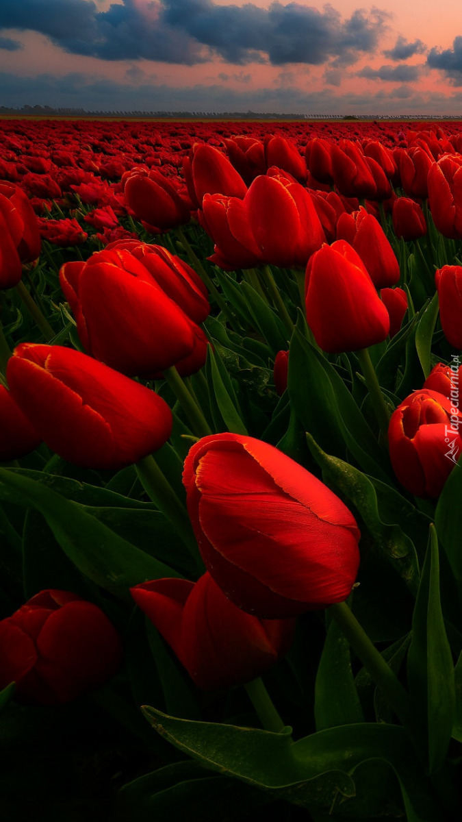 Czerwone tulipany na polu