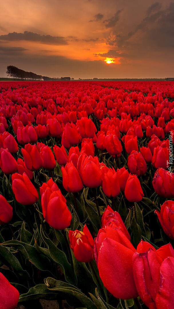 Czerwone tulipany na polu