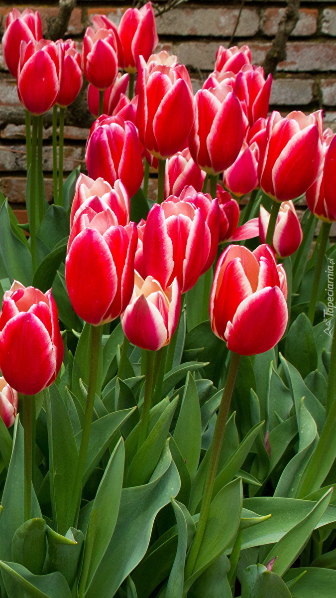 Czerwone tulipany przy murku