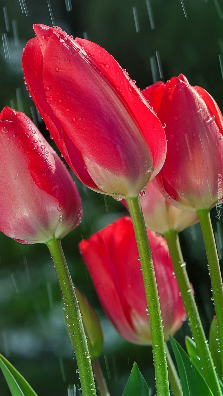 Czerwone tulipany w deszczu