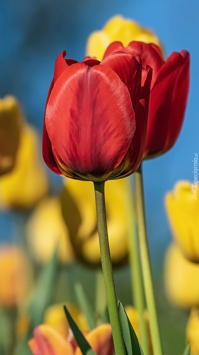 Czerwone tulipany w zbliżeniu