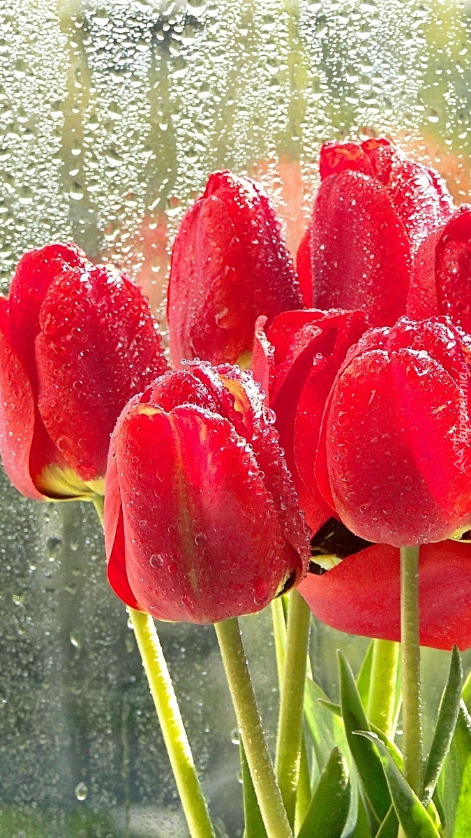 Czerwone tulipany za szybą w deszczu