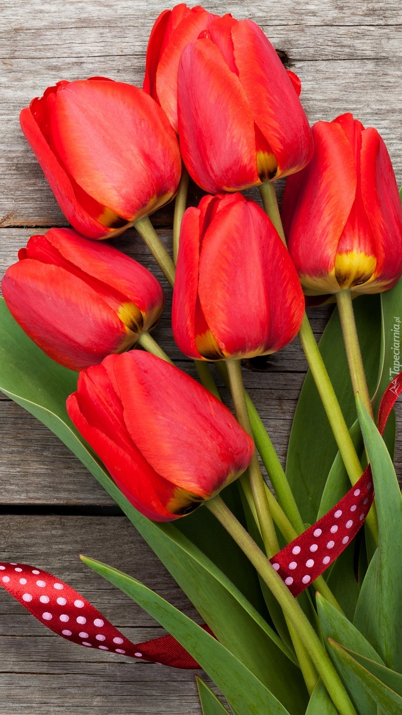 Czerwone tulipany ze wstążką