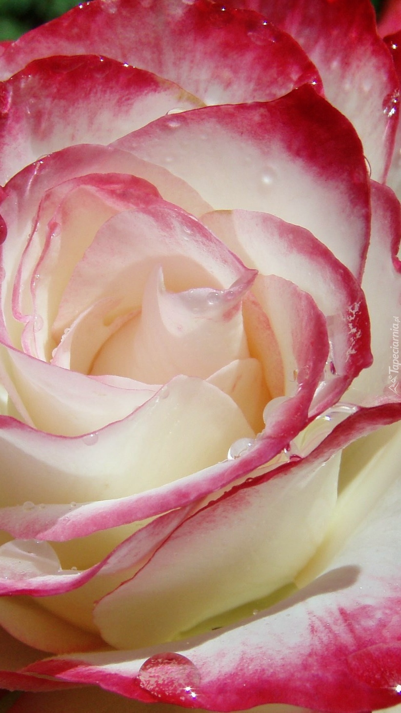 Czerwono-biała róża