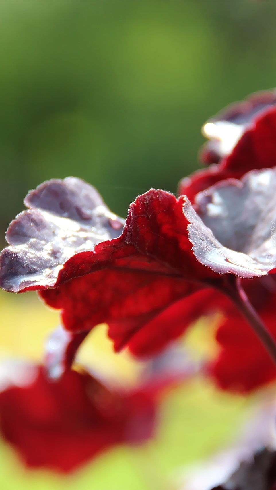 Czerwono-białe liście